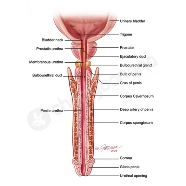 Androbath Red Water-Assisted Penis Pump