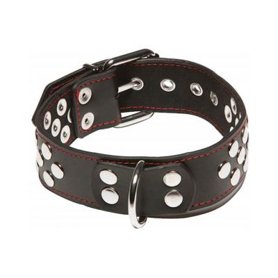 X play D ring Collar Black One Size