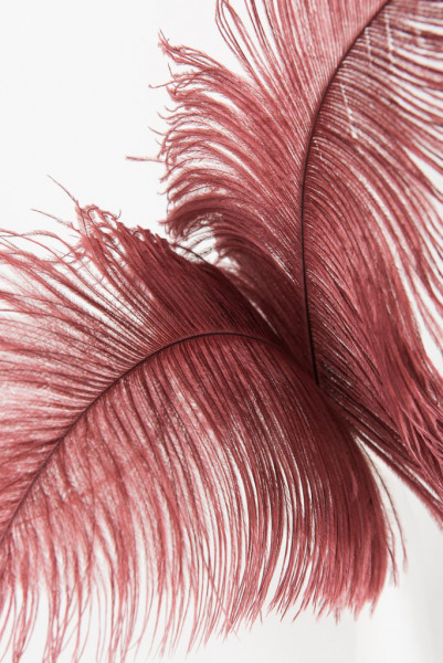 Feather Teaser - Fräulein Kink; various colors