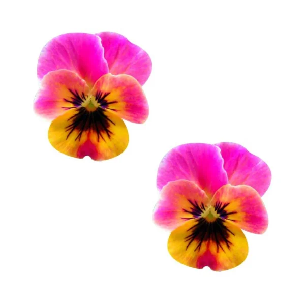 Neva Nude Pasty Flower Pansy Pink — image 6 of 8