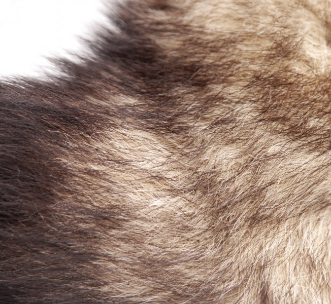 XL Fox Tail Plug