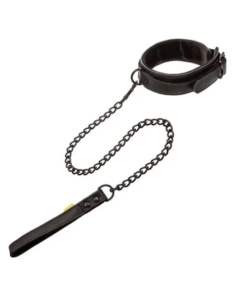 Boundless Collar and Leash