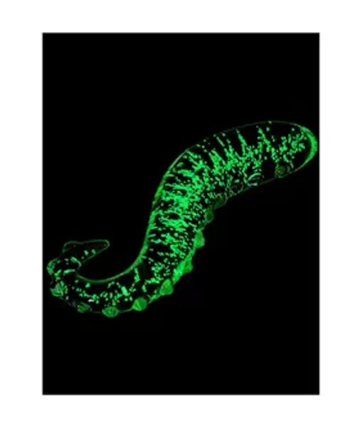 Lucent Glow In The Dark Seahorse Glass Massager — image 7 of 9