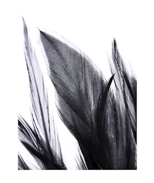 Flirting Feathers — image 4 of 4