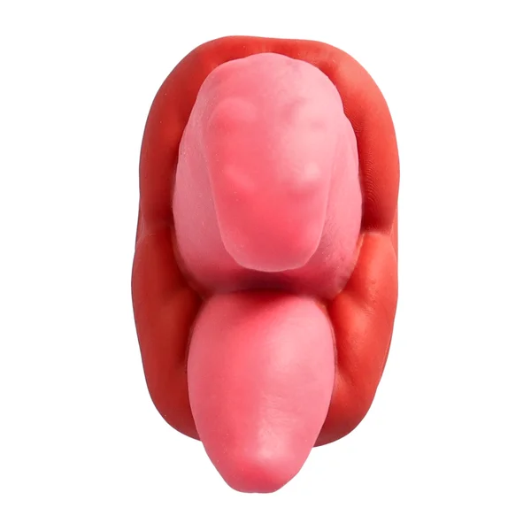 Warming Silicone Thrusting & Rotating Suction Cup Tongue with Remote - Deep, Hands-Free Penetration and Wild Oral! — image 10 of 11