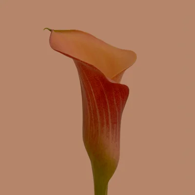 penis pleasure masterclass online program