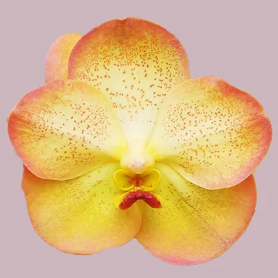 connection cancer reclaiming your intimacy and desire online libido recovery program
