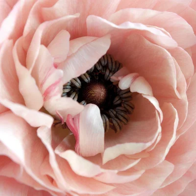 vulva pleasure masterclass online program