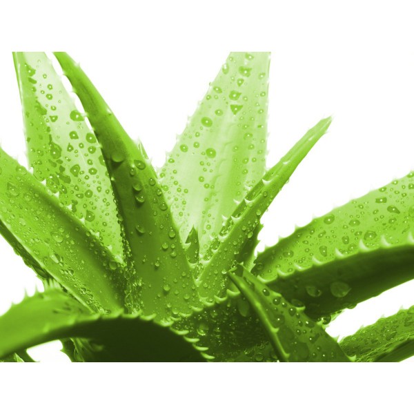 Exsens of Paris Exsens of Paris Aloe Vera Water Based