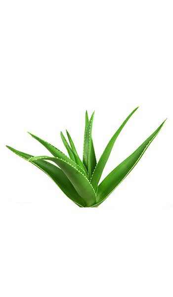 Exsens of Paris Exsens of Paris Aloe Vera Water Based